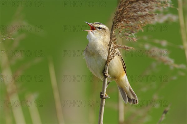 Sedge warbler (Acrocephalus schoenobaenus) on the Ansitzwarte at the reeds in the Ochsenmoor