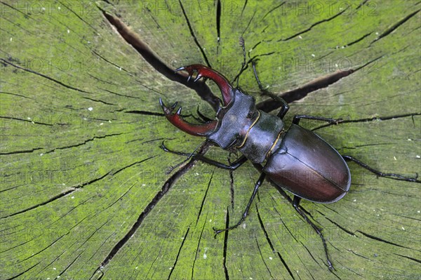 Stag beetle (Lucanus cervus ) on an oak