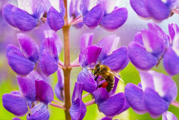 Bee at lupine flower