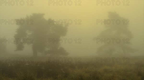 Pines at sunrise in the fog in the heath