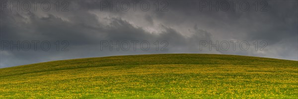 Flowering meadow (Taraxacum) with rain clouds