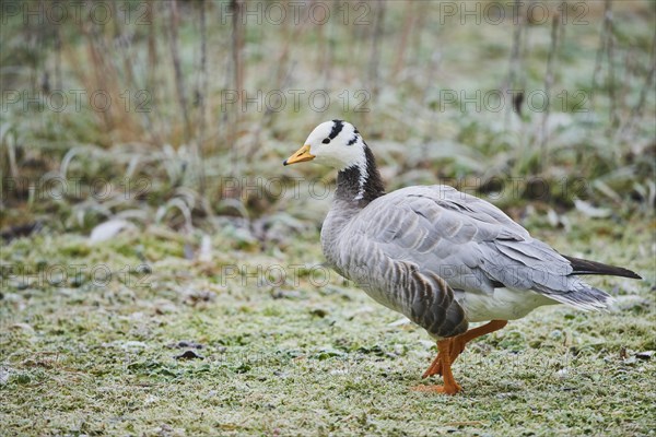 Bar-headed goose (Anser indicus) in a meadow with hoarfrost