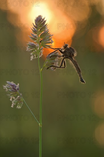 Robber fly (Asilidae) sits in the warm backlight on a grassy lawn