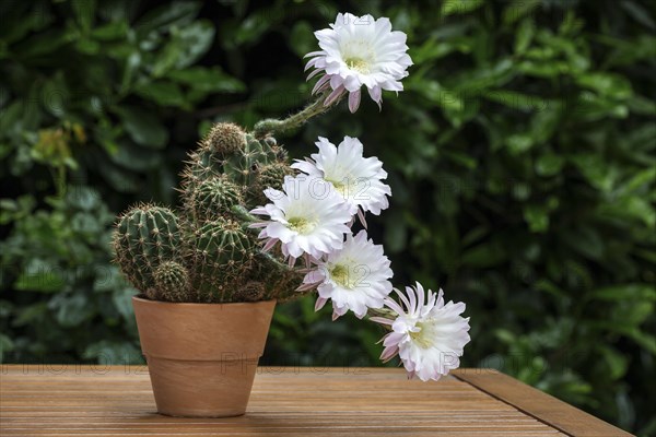 Cactus flowers