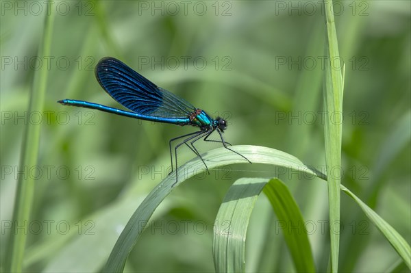 Beautiful demoiselle (Calopteryx virgo )