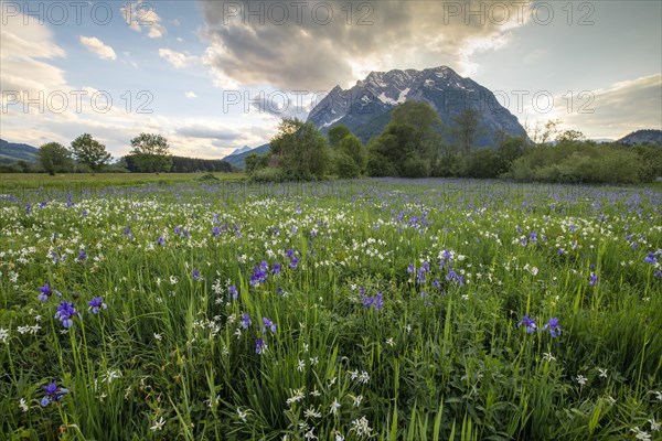 Meadow with white mountain daffodils (Narcissus radiiflorus) and Siberian iris (Iris sibirica)