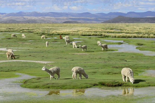 Grazing (Vicugna pacos)