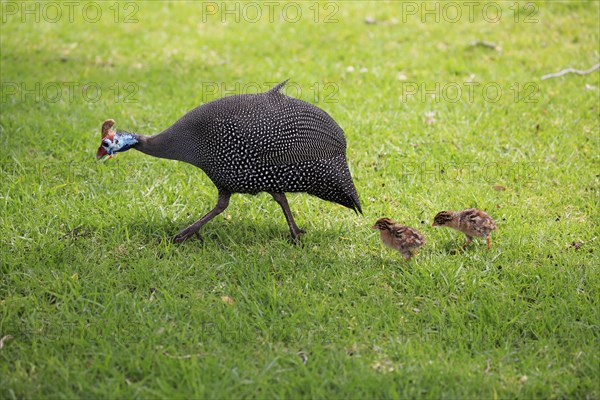 Helmeted guineafowl (Numida meleagris)