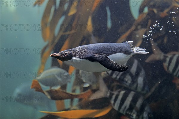 Northern Rockhopper Penguin (Eudyptes chrysocome)