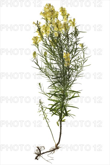 Common toadflax (Linaria vulgaris) on white background