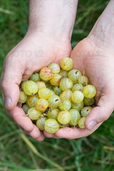 Gooseberry (Ribes uva-crispa )