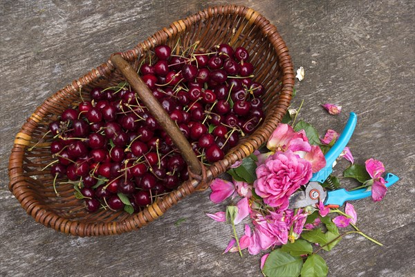 Fresh cherries in a basket