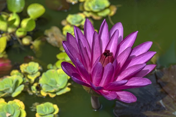 Water lily (Nymphaea sp.)