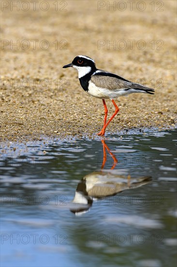 Cayenne plover (Vanellus cayanus)