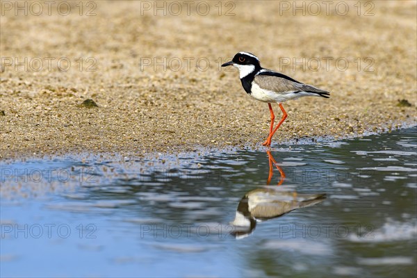 Cayenne plover (Vanellus cayanus)