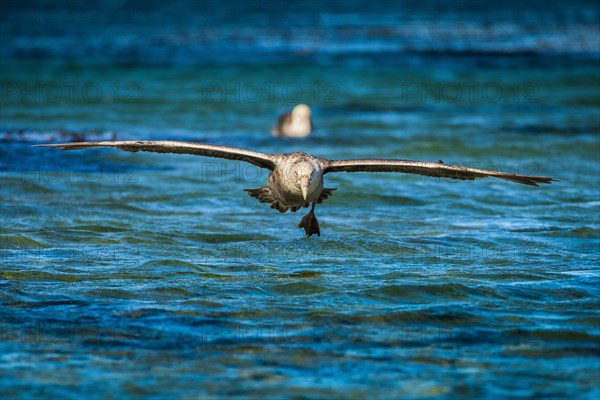 Southern giant petrel (Macronectes giganteus) lands on water