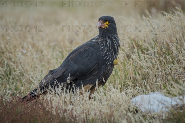 Striated Caracara (Phalcoboenus australis)