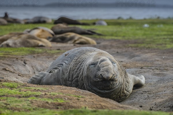 Southern elephant seal (Mirounga leonina)