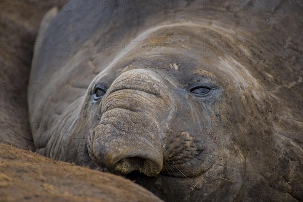 Southern elephant seal (Mirounga leonina)