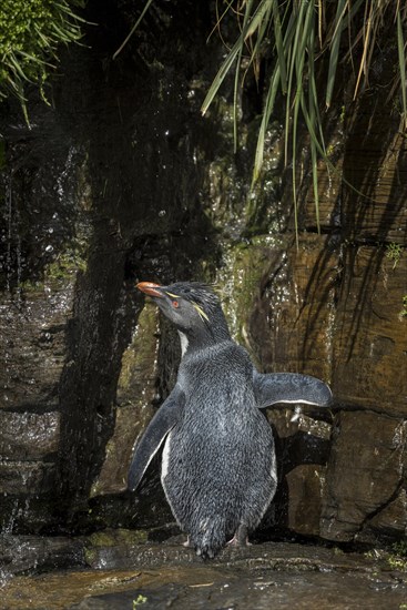 Rockhopper Penguin (Eudyptes chrysocome) cleans its plumage at a fresh water site