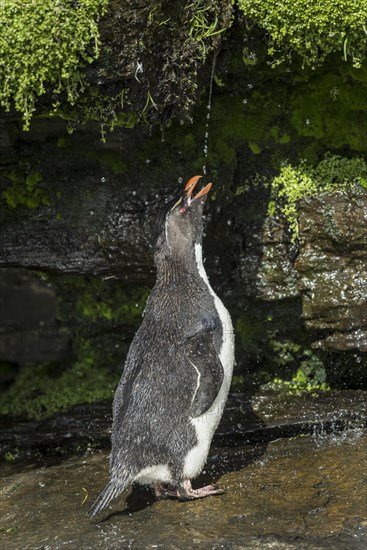 Rockhopper Penguin (Eudyptes chrysocome) cleans its plumage at a fresh water site