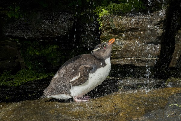 Rockhopper Penguin (Eudyptes chrysocome) cleans its plumage at a fresh water site