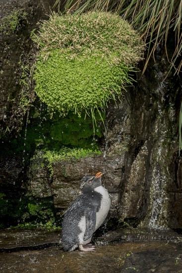 Rockhopper Penguin (Eudyptes chrysocome) cleans its plumage at a fresh water site