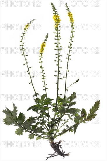 Common agrimony (Agrimonia eupatoria) on white background