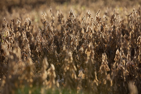 Mature Soybean ready to Harvest near Luis Eduardo Magalhaes