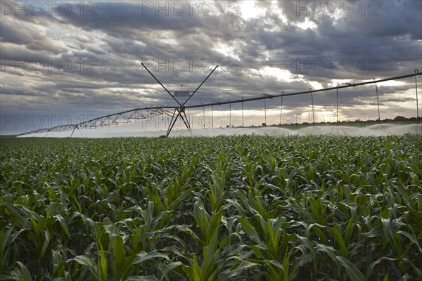 Early Morning Sun Over Corn Crops irrigated by Pivot Sprinklers near Luis Eduardo Magalhaes