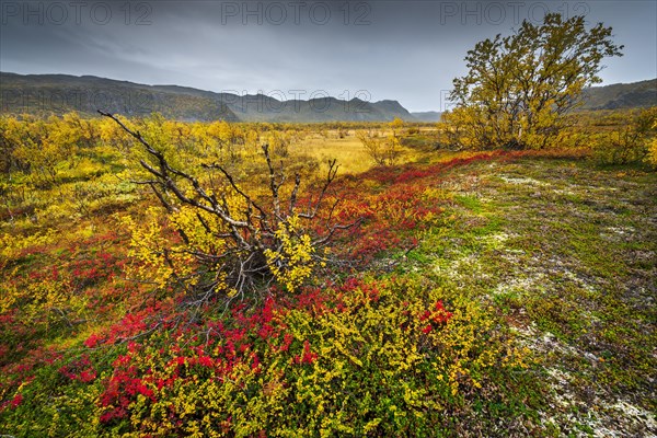 Autumnally discolored vegetation