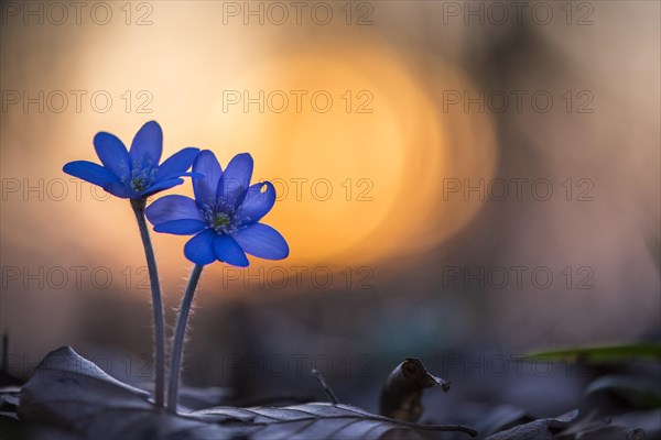 Two (Hepatica nobilis ) in front of sunset