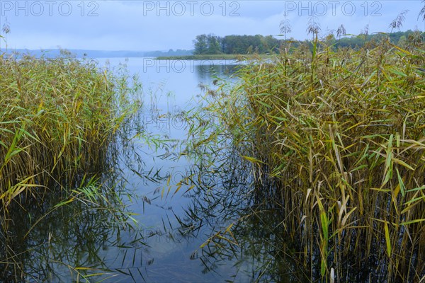 Reed on the shore of the lake Breiter Luzin at the blue hour