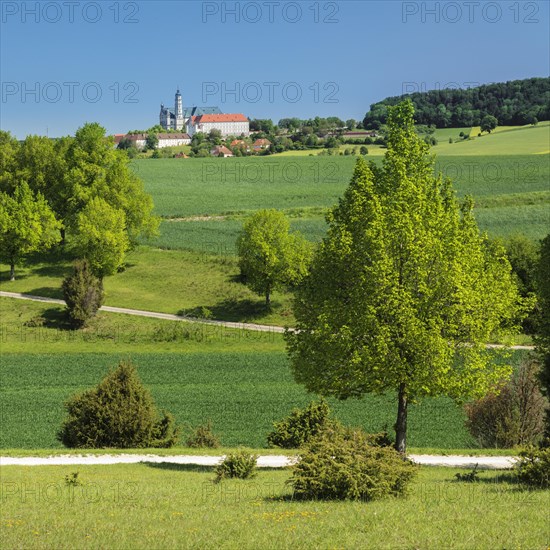 Juniper heath on the Zwing with view to the monastery Neresheim