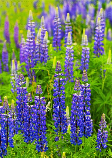 Lupines