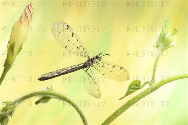 Euroleon nostras (Euroleon nostras) in flight at a (Ipomoea)