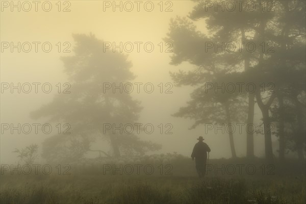 Shepherd with a flock of sheep in the heath at the Thuelsfeld dam at sunrise in the fog