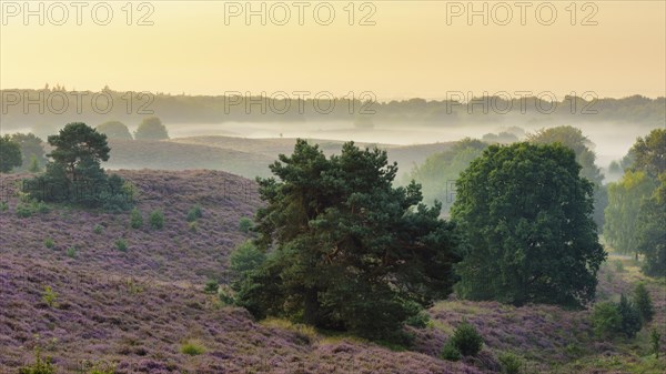 Pine in blooming heath with fog in the valleys