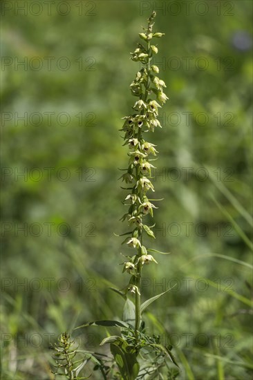 Mueller's taproot (Epipactis mulleri) Baden-Wuerttemberg