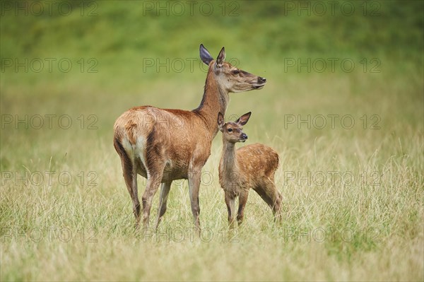 Red deer ( )