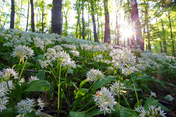 Bloomer (Allium ursinum)