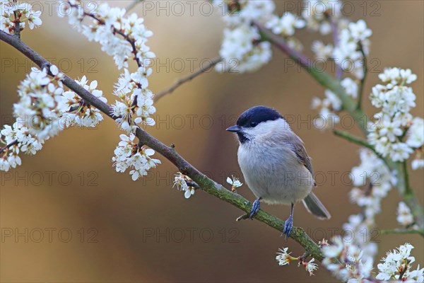 Marsh tit (Parus palustris) on flowering blackthorn branch