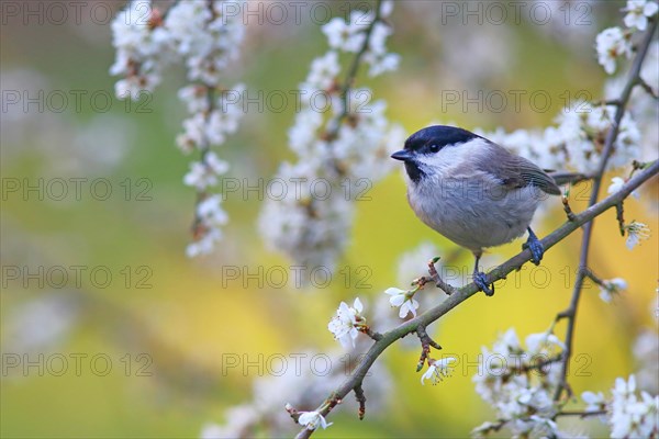 Marsh tit (Parus palustris) on flowering hawthorn branch