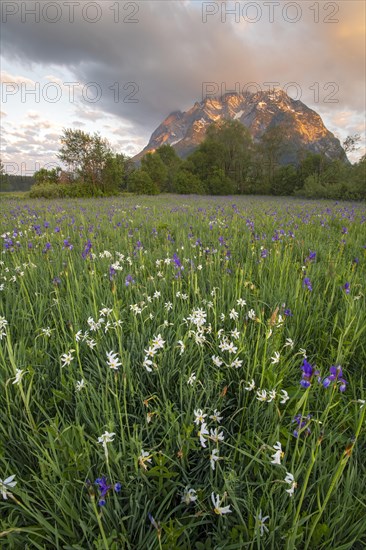 Meadow with white mountain daffodils (Narcissus radiiflorus) and Siberian iris (Iris sibirica)