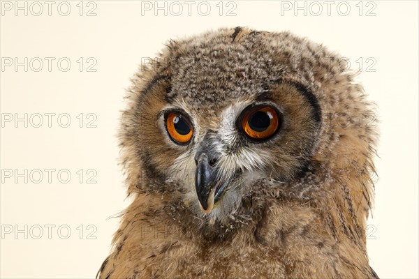 Bengal Eagle Owl