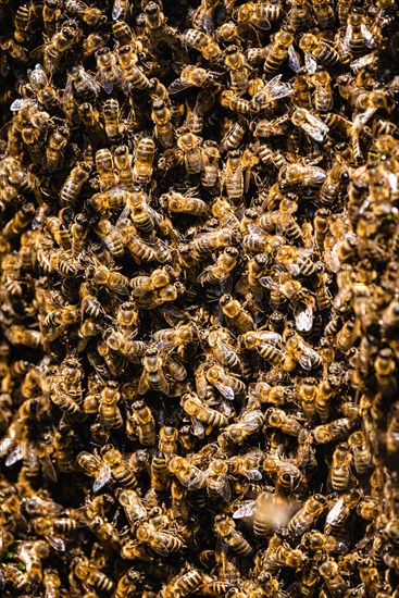 Honey bees (Apis mellifera )
