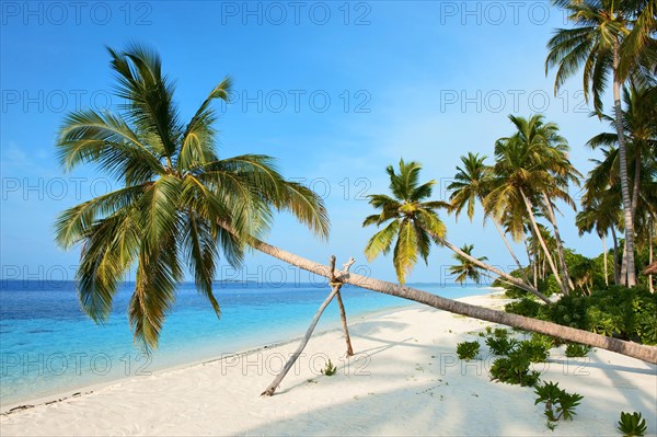 Coconut palm (Cocos nucifera ) with support beam