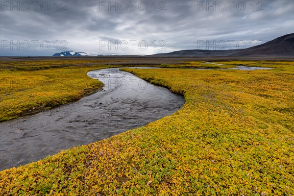 Autumnal colored or (Salix arctica) covers the banks of a stream