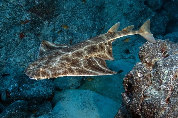 Atlantic angelshark (Squatina squatina) swimming through the reef