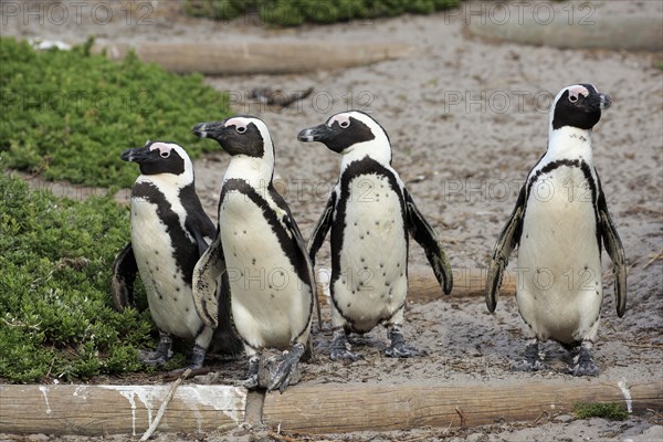 African penguin (Spheniscus demersus)